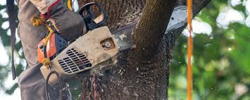 Best Tree Cabling and Bracing  in Hildebran, NC